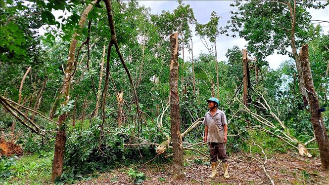 Rừng cao su bị bão quật gãy, đổ. Ảnh: Tường Vi - TTXVN Hàng nghìn ha cao su gãy đổ do bão số 9 ở Thừa Thiên - Huế ảnh 1