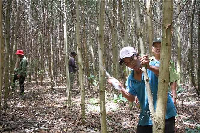 Cán bộ Hạt Kiểm lâm huyện M’Đrắk, tỉnh Đắk Lắk, hướng dẫn bà con dân tộc thiểu số tỉa cành khô, dọn thực bì để phòng chống cháy rừng. Ảnh: Anh Dũng - TTXVN Hiệu quả từ trồng rừng sản xuất tại Đắk Lắk ảnh 3