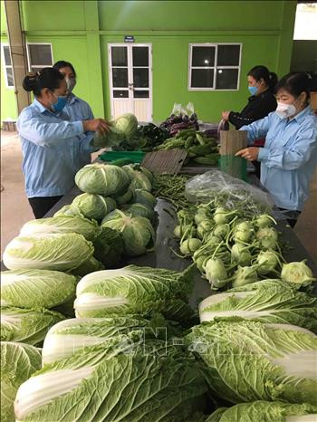 Hợp tác xã Nông nghiệp Văn Đức, xã Văn Đức, huyện Gia Lâm, mỗi ngày hiện nay thu mua và cung cấp cho thị trường khoảng 80 tấn rau các loại, ngoài ra HTX còn liên kết sản xuất với các vùng lân cận để tăng sản lượng lên gấp 2 lần so với hiện nay, nhằm phục vụ thị trường trước và sau Tết Nhâm Dần 2022. Ảnh: Vũ Sinh – TTXVN Hà Nội rau xanh được mùa, nông dân có lãi ảnh 2
