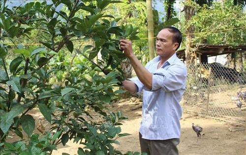 Ông Phạm Bá Lực, trú tại xã Phú Nghiêm, huyện Quan Hóa, được Chương trình 167 hỗ trợ xây nhà, sau đó ông vay vốn phát triển kinh tế và vươn lên thoát nghèo. Ảnh: Nguyễn Nam-TTXVN Huyện miền núi Quan Hóa quyết tâm thoát nghèo ảnh 1