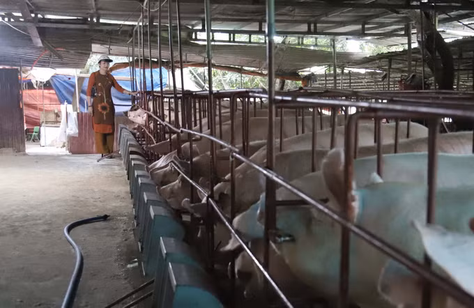  Chị Nguyễn Kim Tiến thành công với mô hình trang trại khép kín dưới chân đồi ảnh 2