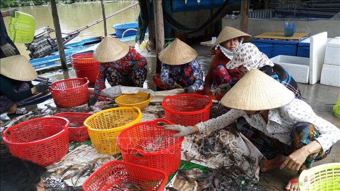 Cùng với thu hoạch lúa, nông dân cũng thu hoạch tôm càng xanh. Ảnh: Tuấn Kiệt – TTXVN Sản xuất tôm – lúa được mùa, được giá ở Bạc Liêu ảnh 3