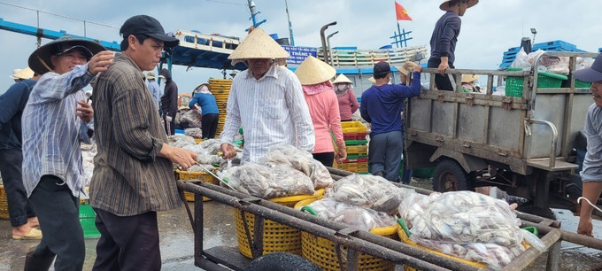 Do ngư trường cạn kiệt, chi phí đội lên quá cao, khiến việc ra khơi của ngư dân liên tục thua lỗ. Ảnh: Hoàng Nhị - TTXVN Ngư dân vẫn thua lỗ dù đang chính vụ cá Nam ảnh 2