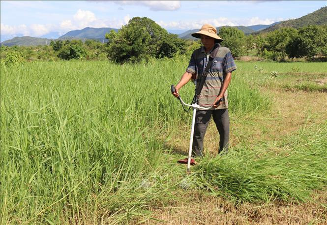 Anh Chamaléa Hơ trồng cỏ để chủ động nguồn thức ăn cho gia súc trong mùa khô hạn. Ảnh: Nguyễn Thành - TTXVN Gương làm kinh tế giỏi của đồng bào Raglai ảnh 1