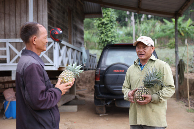 Anh Vàng A Chá (bên phải) chia sẻ kinh nghiệm trồng dứa với người dân trong thôn. Ảnh: Tuấn Anh – TTXVN Anh Vàng A Chá vượt khó làm giàu bằng mô hình trồng dứa ảnh 3