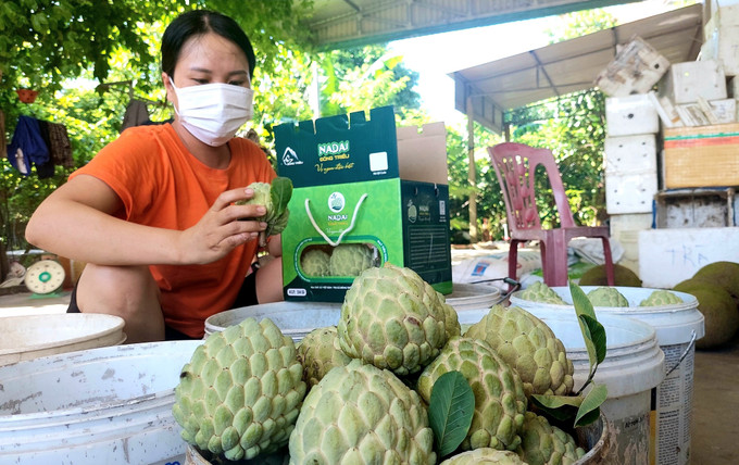 Tiểu thương thu mua na tận vườn. Ảnh: Thanh Vân - TTXVN Tiêu thụ thuận lợi, na Đông Triều được giá ảnh 2