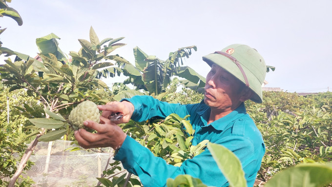 Anh Nguyễn Văn Khoa tại xã Dân Việt, thị xã Đông Triều (Quảng Ninh) thu hoạch na. Ảnh: Thanh Vân - TTXVN Tiêu thụ thuận lợi, na Đông Triều được giá ảnh 1