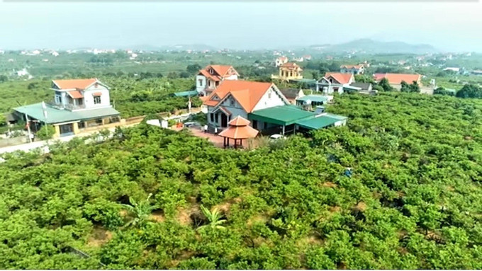 Cây na trồng tại thị xã Đông Triều (Quảng Ninh). Ảnh: TTXVN phát Tiêu thụ thuận lợi, na Đông Triều được giá ảnh 3