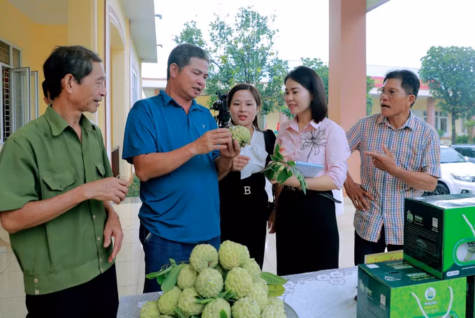 Gia tăng giá trị trái na Đông Triều ảnh 1