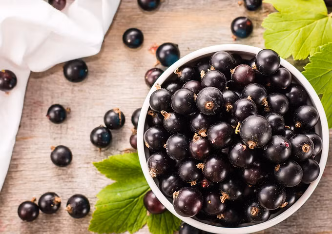 Nghiên cứu thuốc điều trị COVID-19 từ quả acai berry ảnh 1