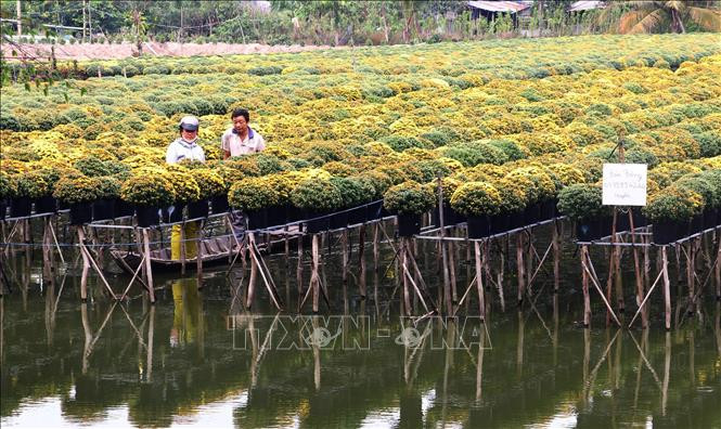 Hoa cúc mâm xôi hiện nay bán với giá rất cao từ 80-100 nghìn đồng/giỏ. Ảnh: Nguyễn Văn Trí - TTXVN Trồng cúc mâm xôi thu lãi cao ở làng hoa Sa Đéc ảnh 2