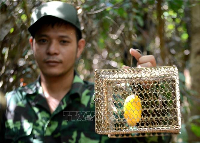 Theo chân “biệt đội phá bẫy”, cứu thú tại Khu bảo tồn thiên nhiên Sơn Trà ảnh 2
