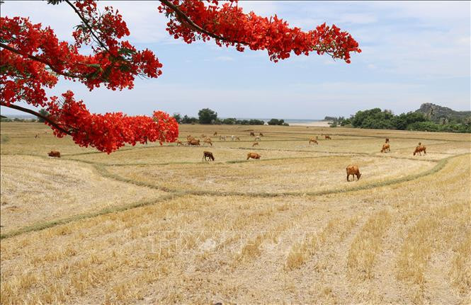 Với giá trị đa dạng sinh học cao, khu dự trữ sinh quyển Núi Chúa (Ninh Thuận) đang là điểm thu hút khách du lịch, các nhà khoa học tới tham quan, nghiên cứu. Ảnh: Nguyễn Thành-TTXVN Tổng quan về 11 khu dự trữ sinh quyển thế giới ở Việt Nam ảnh 2
