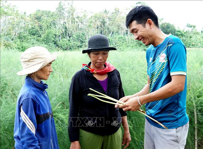 Anh Võ Mạnh Tú đánh giá chất lượng măng tây sau thu hoạch. Ảnh: Lê Ngọc Phước-TTXVN Khởi nghiệp thành công bằng mô hình trồng măng tây sạch ảnh 1