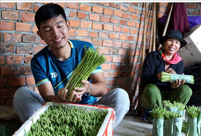 Anh Võ Mạnh Tú phân loại măng tây trước khi xuất bán. Ảnh: Lê Ngọc Phước-TTXVN Khởi nghiệp thành công bằng mô hình trồng măng tây sạch ảnh 2