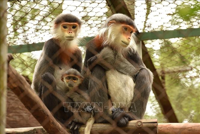 Các cá thể vọoc quý hiếm trong khu nuôi nhốt. Ảnh: Đức Phương - TTXVN Đồng hành cùng Vườn Quốc gia Cúc Phương trong cứu hộ động vật hoang dã ảnh 1