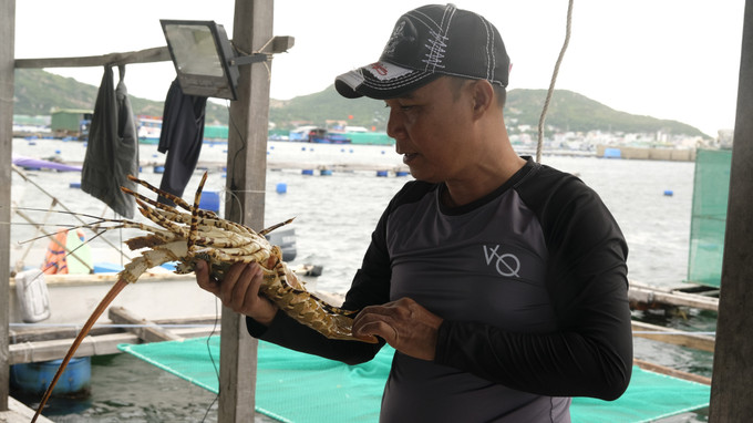 Anh Nguyễn Ngọc Huy, 52 tuổi, ở thôn Bình Ba Tây, xã Cam Bình, thành phố Cam Ranh, xuất thân từ một thợ sửa chữa điện tử rồi trở thành “ông chủ” bằng số vốn khởi nghiệp vài chục triệu vay từ ngân hàng. Ảnh: Đặng Tuấn – TTXVN Những ông chủ tôm hùm giàu có tại Khánh Hòa ảnh 2