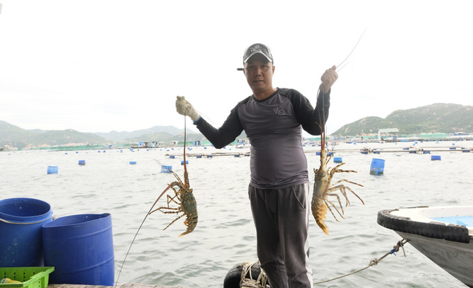 Anh Nguyễn Ngọc Huy, 52 tuổi, ở thôn Bình Ba Tây, xã Cam Bình, thành phố Cam Ranh xuất thân từ một thợ sửa chữa điện tử rồi trở thành “ông chủ” bằng số vốn khởi nghiệp vài chục triệu vay từ ngân hàng. Ảnh: Đặng Tuấn – TTXVN Những ông chủ tôm hùm giàu có tại Khánh Hòa ảnh 1