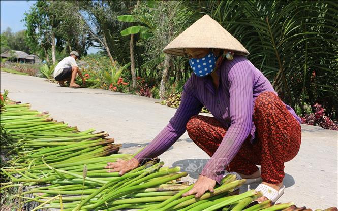 Nhiều hộ dân có thu nhập ổn định từ lục bình. Ảnh: Tuấn Kiệt – TTXVN Nghề đan lục bình giúp nông dân Bạc Liêu cải thiện cuộc sống ảnh 2