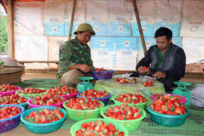 Hộ gia đình anh Lê Trung Toàn, bản Nong Quỳnh, xã Cò Nòi phân loại dâu tây sau khi thu hoạch. Ảnh: Hữu Quyết – TTXVN Thu trên 10 triệu đồng mỗi ngày từ trồng dâu tây ở Cò Nòi ảnh 4