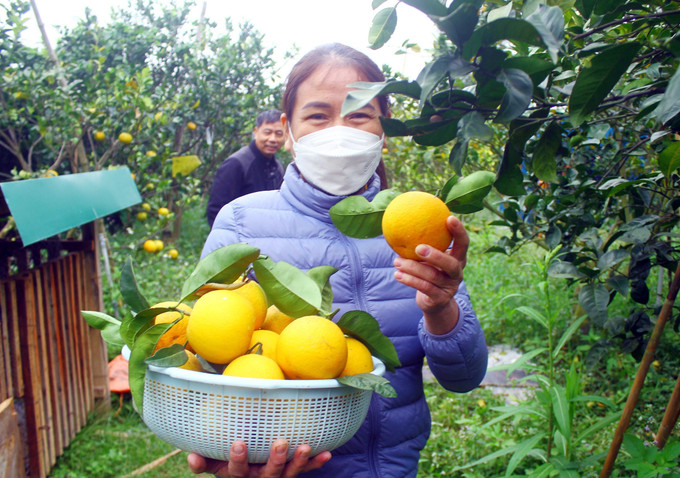 Người dân thường mua cam Xã Đoài trong dịp Tết để bày mâm ngũ quả, làm quà biếu. Ảnh: Tá Chuyên - TTXVN Đặc sản cam Xã Đoài "tiến Vua" đắt khách dịp Tết ảnh 3