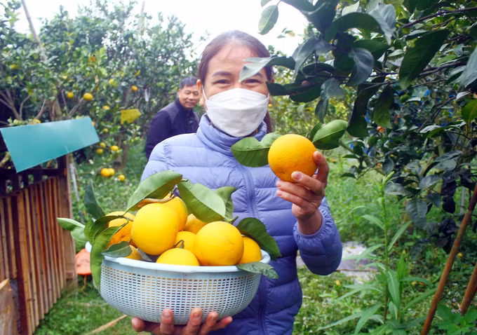 Đặc sản cam Xã Đoài "tiến Vua" đắt khách dịp Tết ảnh 3