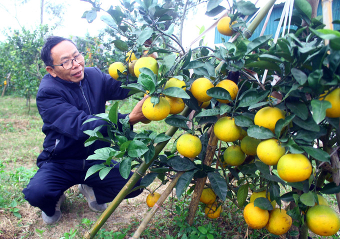 Gia đình ông Phan Công Hương (xóm 8, xã Nghi Diên, huyện Nghi Lộc) là gia đình trồng cam Xã Đoài lớn nhất với khoảng 6.000 quả bán trong dịp Tết. Ảnh: Tá Chuyên - TTXVN Đặc sản cam Xã Đoài "tiến Vua" đắt khách dịp Tết ảnh 2