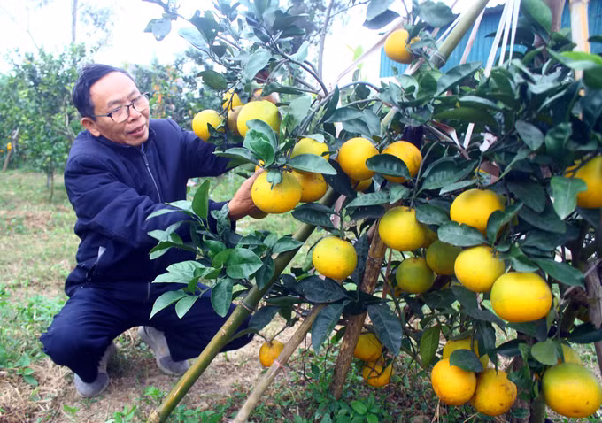 Đặc sản cam Xã Đoài "tiến Vua" đắt khách dịp Tết ảnh 2