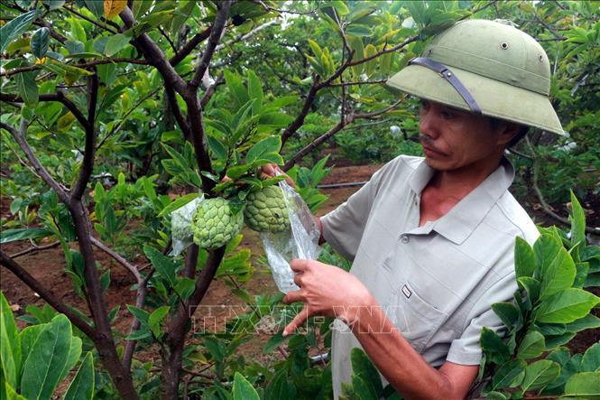 Người dân bọc quả na tránh côn trùng đốt và sương muối gây hỏng quả. Ảnh: Đức Hiếu-TTXVN Na trái vụ được giá mang lại hiệu quả cao ảnh 4