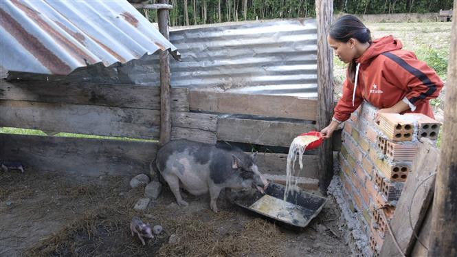Mô hình nuôi lợn tại xã Khánh Trung, huyện Khánh Vĩnh, giúp người dân tộc thiểu số có cơ hội thoát nghèo. Ảnh: Đặng Tuấn – TTXVN Nỗ lực giảm nghèo ở huyện miền núi Khánh Vĩnh, Khánh Hòa ảnh 2