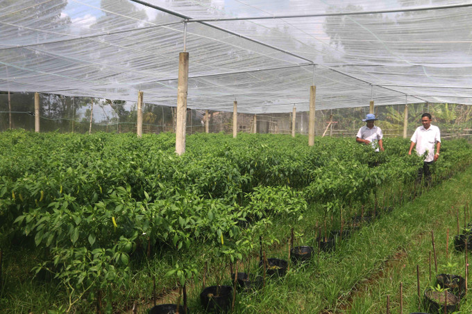 Vườn ớt trồng trong nhà lưới của gia đình anh Thạch Rạch Ta Na tại xã Ngũ Lạc, huyện Duyên Hải, tỉnh Trà Vinh. Ảnh: Thanh Hoà - TTXVN Trà Vinh: Mô hình chuyên rau màu cho thu nhập 130 triệu đồng/ha/năm ảnh 3