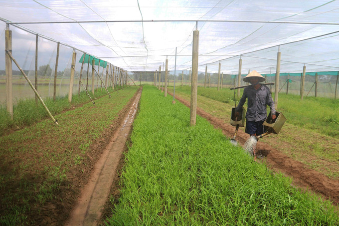 Chăm sóc vườn rau muống trồng trong nhà lưới tại xã Ngũ Lạc, huyện Duyên Hải (Trà Vinh). Ảnh: Thanh Hoà - TTXVN Trà Vinh: Mô hình chuyên rau màu cho thu nhập 130 triệu đồng/ha/năm ảnh 2