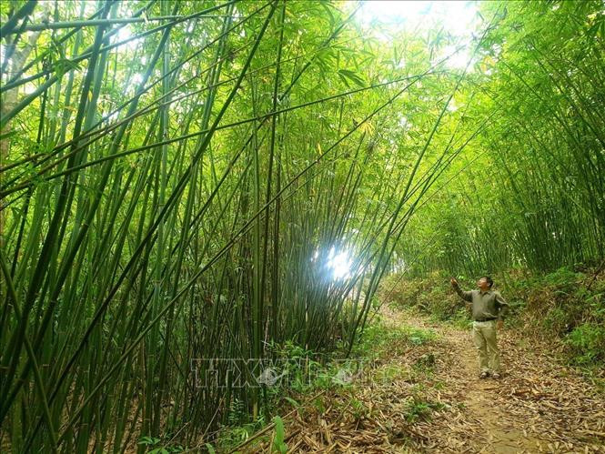 Hơn 938 ha rừng lùng do 212 nhóm hộ dân tại xã Đồng Văn, huyện Quế Phong (Nghệ An) quản lý và khai thác đã đón nhận chứng chỉ FSC. Ảnh: Tá Chuyên - TTXVN Lần đầu tiên cây Lùng được cấp chứng chỉ FSC ảnh 3