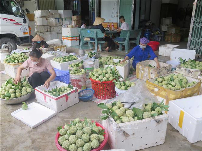 Trung tâm xúc tiến thương mại tỉnh Thái Nguyên hỗ trợ người dân đưa sản phẩm na tiêu thụ tại các trung tâm thương mại, siêu thị và thị trường các tỉnh đang bị giãn cách xã hội. Ảnh: Trần Trang-TTXVN Hỗ trợ người dân tiêu thụ na La Hiên ảnh 3
