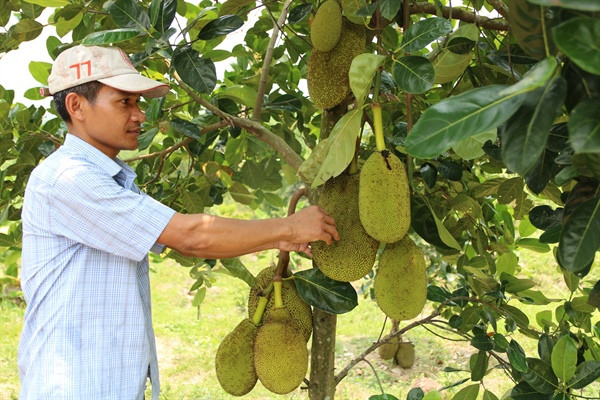 Anh Đinh Kni mạnh dạn đầu tư khoảng 1 tỉ đồng cải tạo đất đồi trồng cây ăn quả và chăn nuôi. Ảnh: baovanhoa.com.vn Đảng viên Đinh Kni chia sẻ kinh nghiệm thoát nghèo bền vững ảnh 1