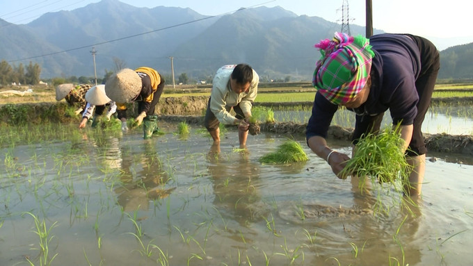 Nông dân xã Mường Than, huyện Than Uyên, xuống đồng gieo cấy cho kịp lịch thời vụ. Ảnh: Nguyễn Oanh-TTXVN. Nông dân Lai Châu khẩn trương xuống đồng gieo cấy lúa Xuân ảnh 1