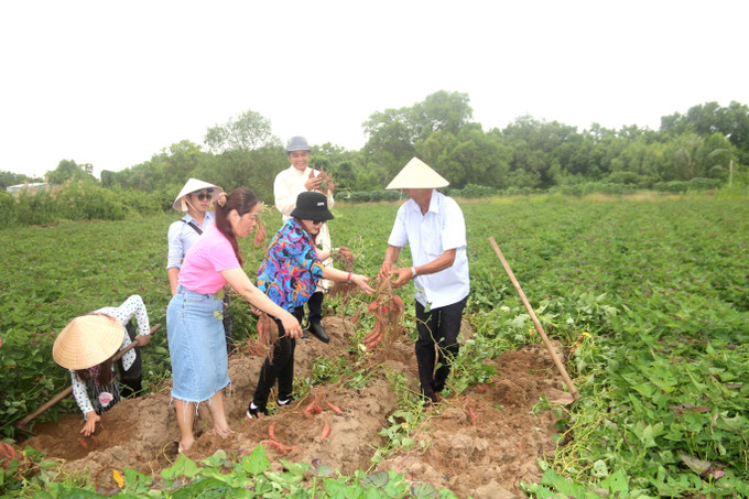 Du khách trải nghiệm thu hoạch khoai lang tại Cồn Ông. Ảnh: Thanh Hòa- TTXVN Công bố mô hình Du lịch nông nghiệp ấp Cồn Ông ảnh 3
