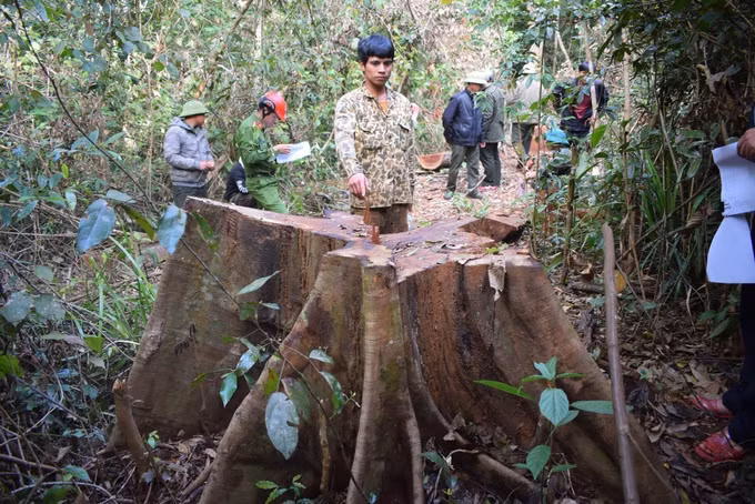 Liên quan đến vụ phá rừng tại hai huyện Kbang, Kông Chro: Kỷ luật nhiều nhân viên quản lý, bảo vệ rừng ảnh 1