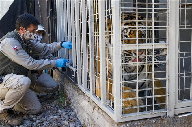 Hổ Bengal được tiêm vaccine phòng COVID-19 tại Vườn thú Buin ở Chile ngày 3/1/2022. Ảnh: AFP/ TTXVN Cảnh báo nguy cơ lây truyền virus SARS-CoV-2 từ người sang động vật họ mèo bị nuôi nhốt ảnh 1