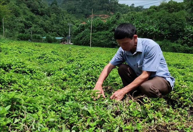 Nông dân xã Trọng Con (Thạch An) chăm sóc, kiểm tra sâu bệnh cho cây thạch đen. Ảnh: Quốc Đạt - TTXVN Tăng hiệu quả kinh tế cho cây thạch đen Cao Bằng ảnh 1