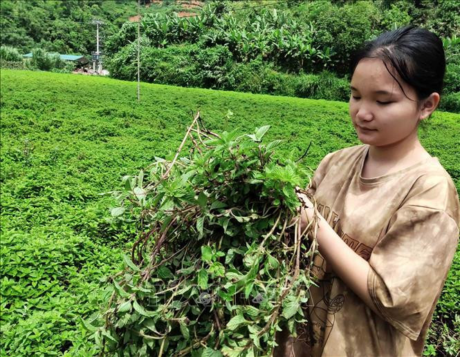 Nông dân xã Trọng Con (Thạch An) thu hoạch cây thạch đen. Ảnh: Quốc Đạt - TTXVN Tăng hiệu quả kinh tế cho cây thạch đen Cao Bằng ảnh 2