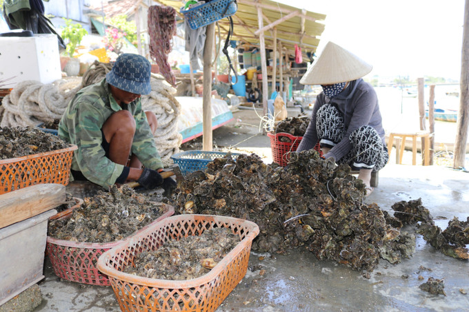 Ngư dân xã Tri Hải (huyện Ninh Hải, Ninh Thuận) sơ chế hàu Thái Bình Dương đưa đi tiêu thụ. Ảnh: Nguyễn Thành - TTXVN Ninh Thuận khai thác tiềm năng, phát triển nghề nuôi biển bền vững ảnh 4