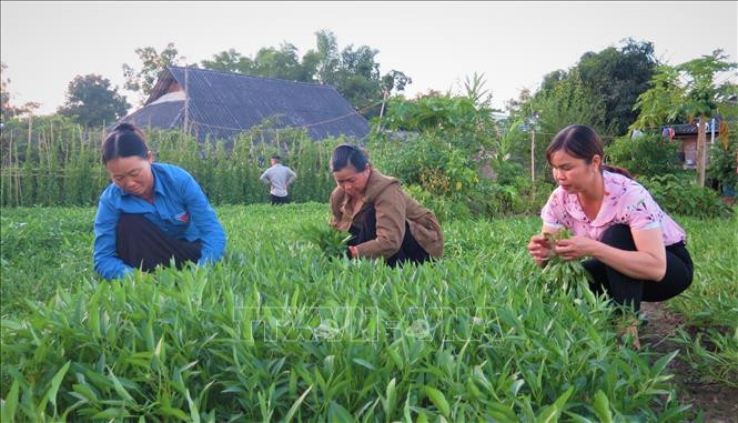 Mô hình trồng rau hữu cơ của 4 hộ gia đình tại xã Mường Cang (Than Uyên, Lai Châu) với diện tích 700 m2 mang lại thu nhập khá cho các hội viên. Ảnh: Đinh Thùy - TTXVN Phụ nữ vùng biên Lai Châu giúp nhau phát triển kinh tế ảnh 4