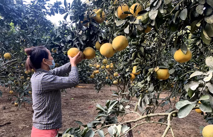Giá bưởi Diễn ở Tuyên Quang giảm sâu nhưng tiêu thụ vẫn chậm ảnh 1