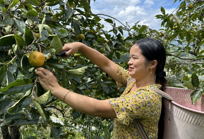 Người dân xã Lao Chải, huyện Mường Khương thu hoạch quả hồng. Ảnh: Quốc Khánh - TTXVN Xây dựng thương hiệu cho đặc sản hồng không hạt ở Mường Khương ảnh 2