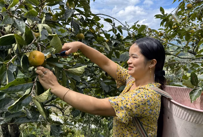 Xây dựng thương hiệu cho đặc sản hồng không hạt ở Mường Khương ảnh 2