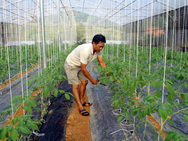 Nông dân Vị Xuyên làm giàu từ sản xuất nông nghiệp ứng dụng công nghệ cao ảnh 1