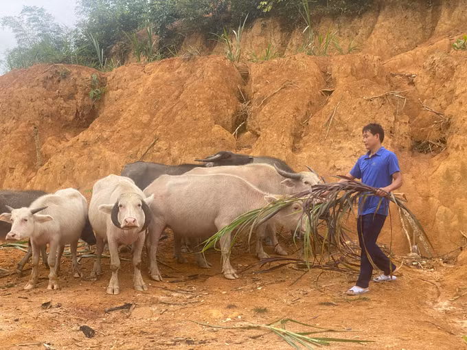 Thanh Hóa: Tín dụng chính sách “mở lối” giúp đồng bào vùng cao thoát nghèo ảnh 1