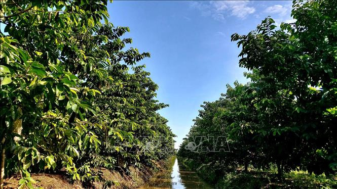 Xã Thới Hưng hiện có trên 500 ha trồng mãng cầu. Ảnh: Thu Hiền -TTXVN Cần Thơ: Nhãn hiệu "Mãng cầu Thới Hưng" được bảo hộ ảnh 3