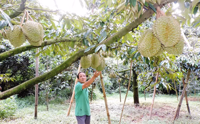 Kon Tum định hình phát triển cây ăn quả ảnh 1